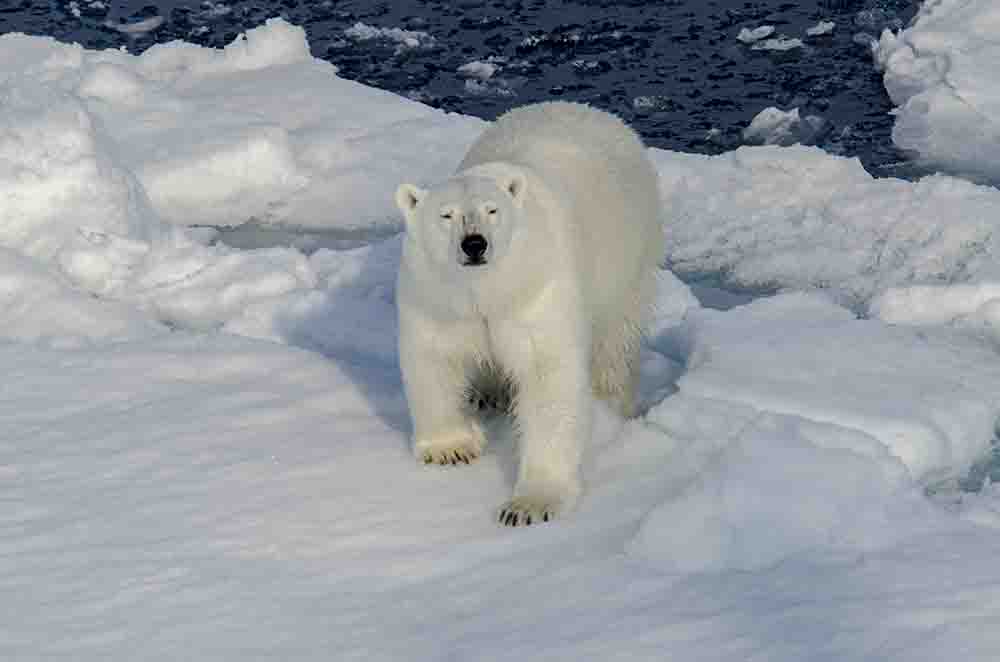 09 - Oso Polar - islas Svalbard - Noruega